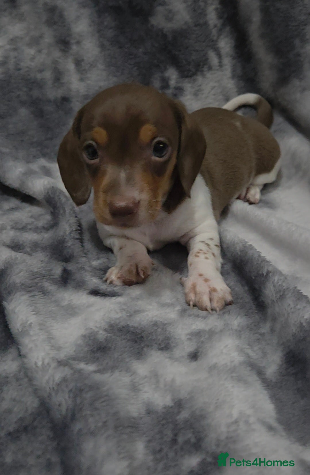 Miniature Dachshund dogs for sale: Miniature dachshund puppies KC Reg 1 boy left - Image 4