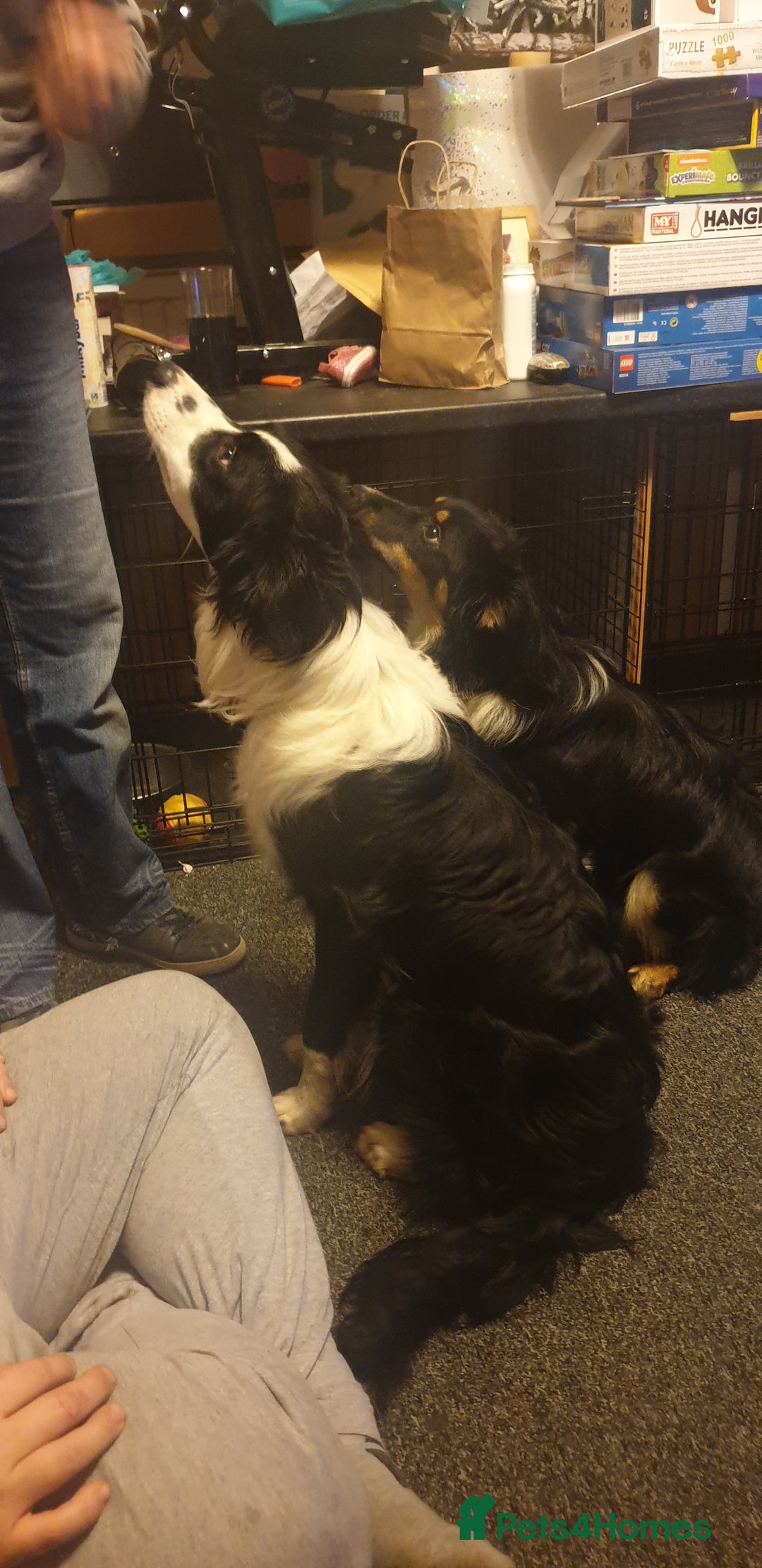 Border Collie dogs for sale: Male and female looking for loving home - Advert 7