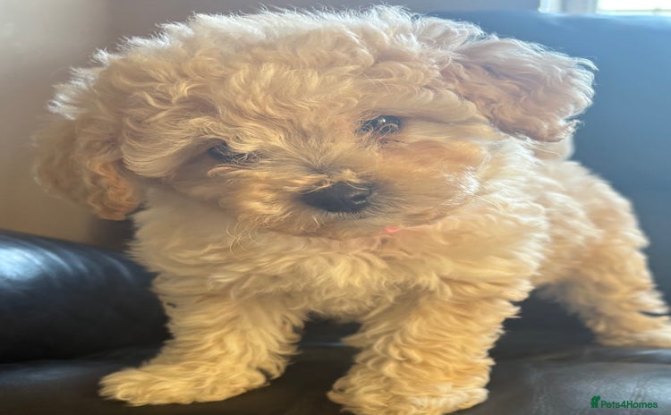 Poochon dogs - Advert 16