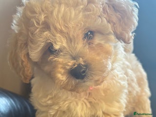 Poochon dogs - Advert 36