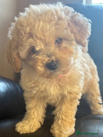 Poochon dogs - Advert 16