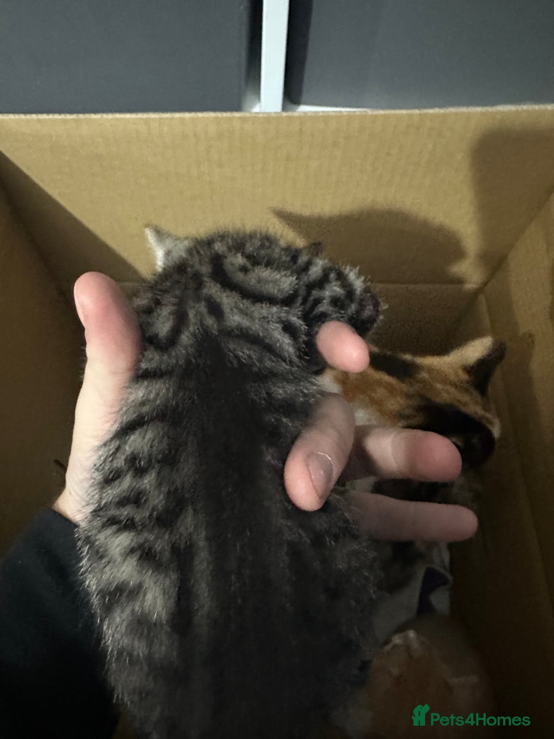 Mixed Breed cats for sale: Four Lovely mixed breed Kittens  - Advert 6