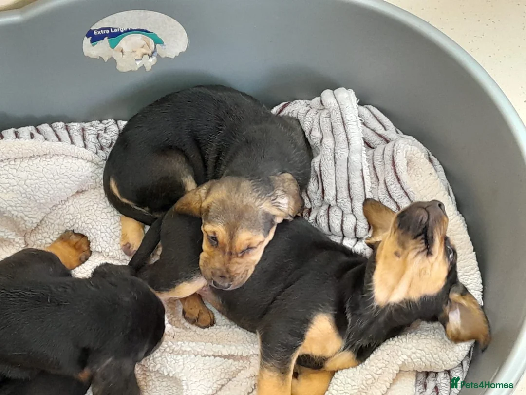 Bloodhound dogs for sale: Bloodhound Puppies - Advert 2