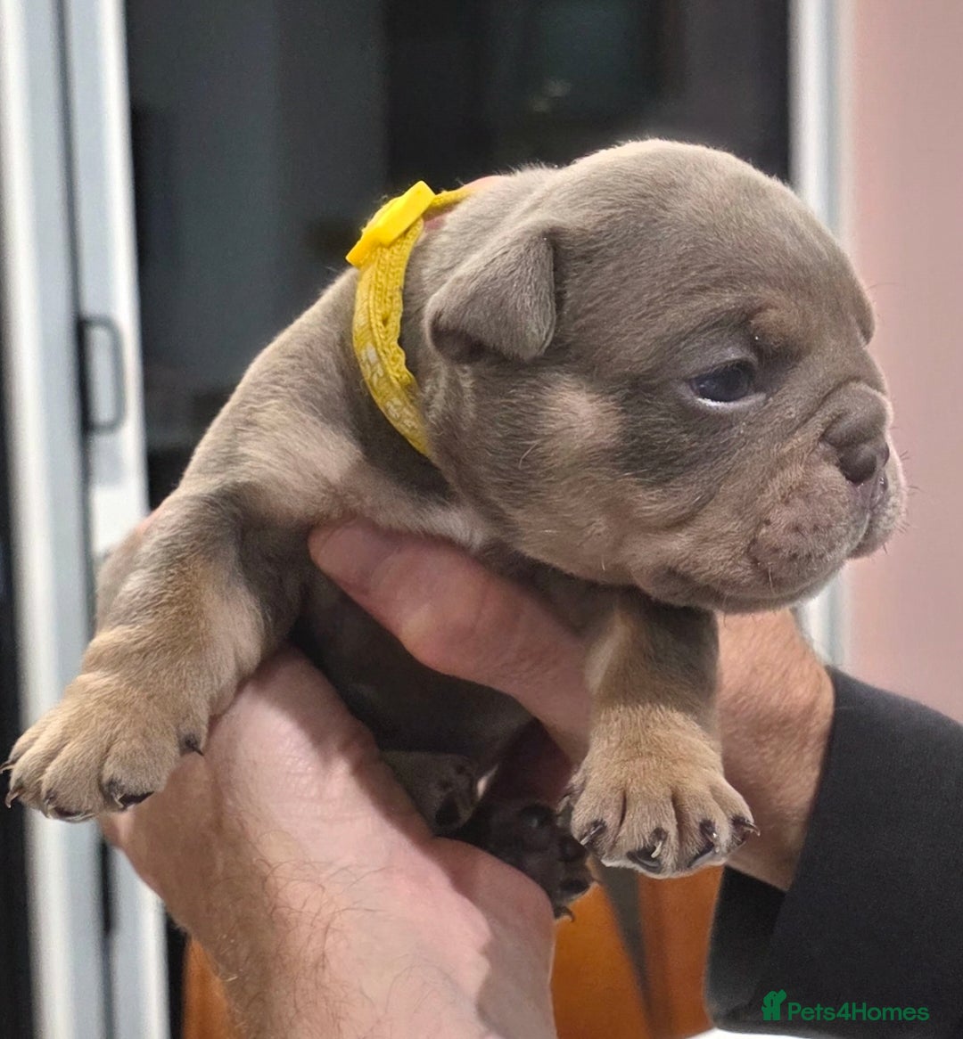 English Bulldog dogs for sale: Lilac/tan/ white English Bulldogs. 5 males. - Advert 15