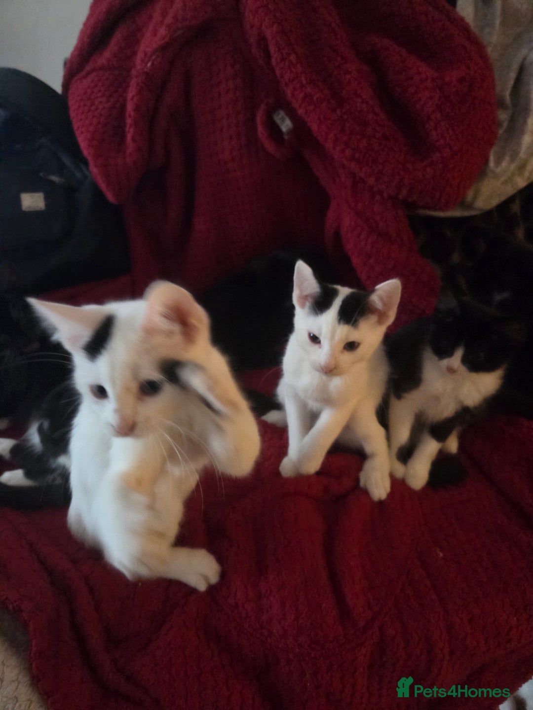 British Longhair cats for sale: 14 week old kittens  - Image 1
