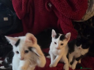 British Longhair cats - Advert 19