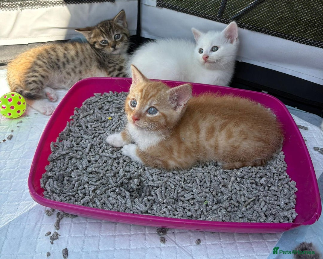 British Shorthair cats for sale: Adorable Kittens! - Image 10