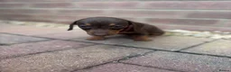 Dachshund dogs for sale: Dachshund  - Advert 4