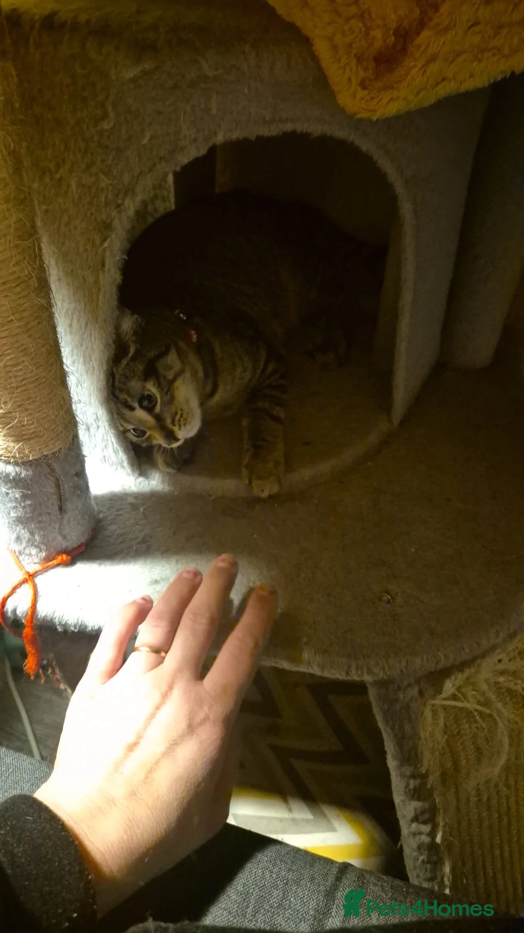 Domestic Shorthair cats for sale: Female tabby kitten (4 months) – needs loving home - Advert 5