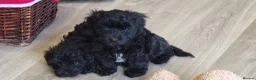 Yorkiepoo dogs for sale:  YORKIEPOOS PUPPIES  FROM LICENSED BREEDER.  - Advert 16