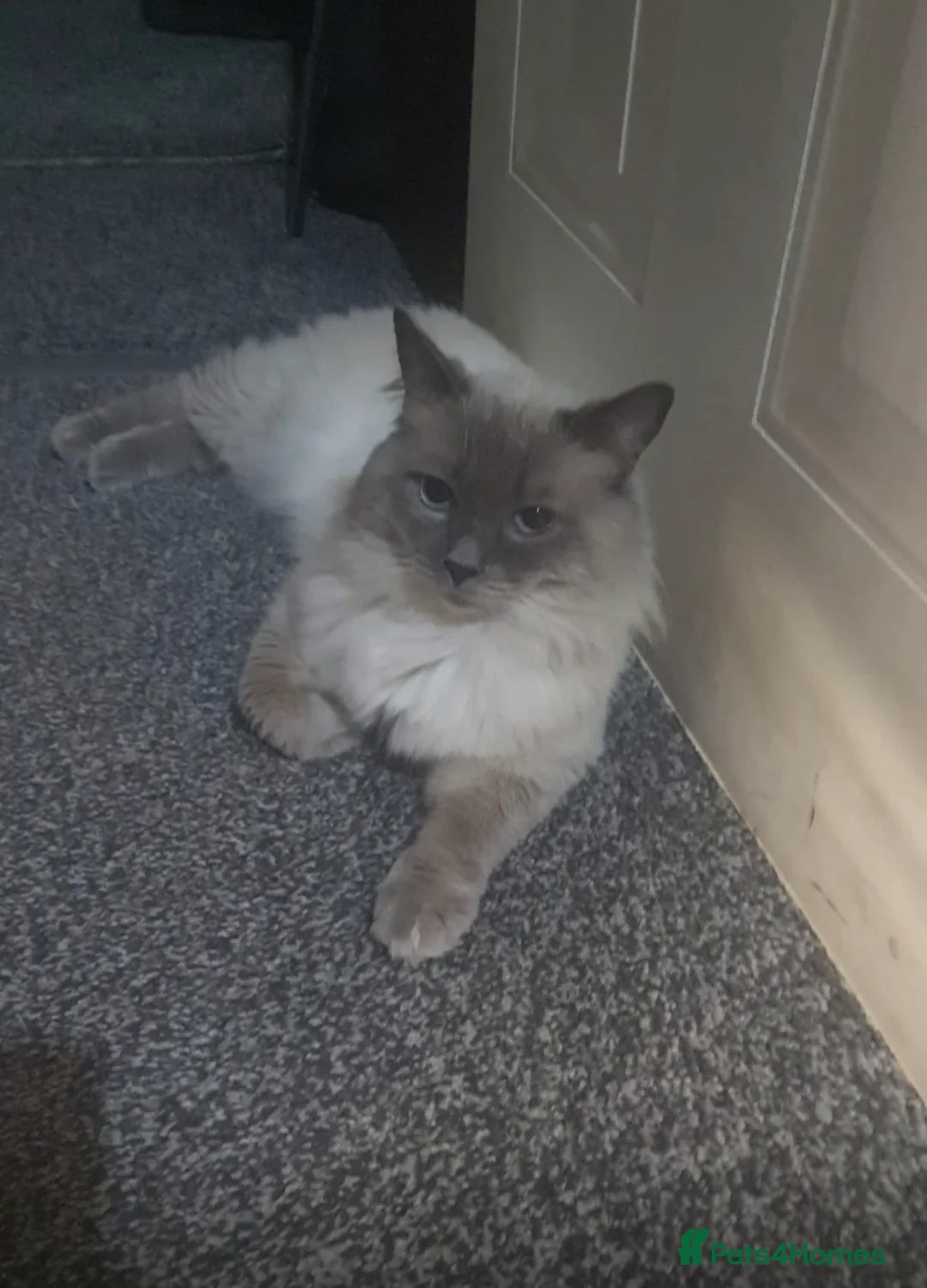 Ragdoll cats for sale: fluffy, male ragdoll kitten - Advert 3