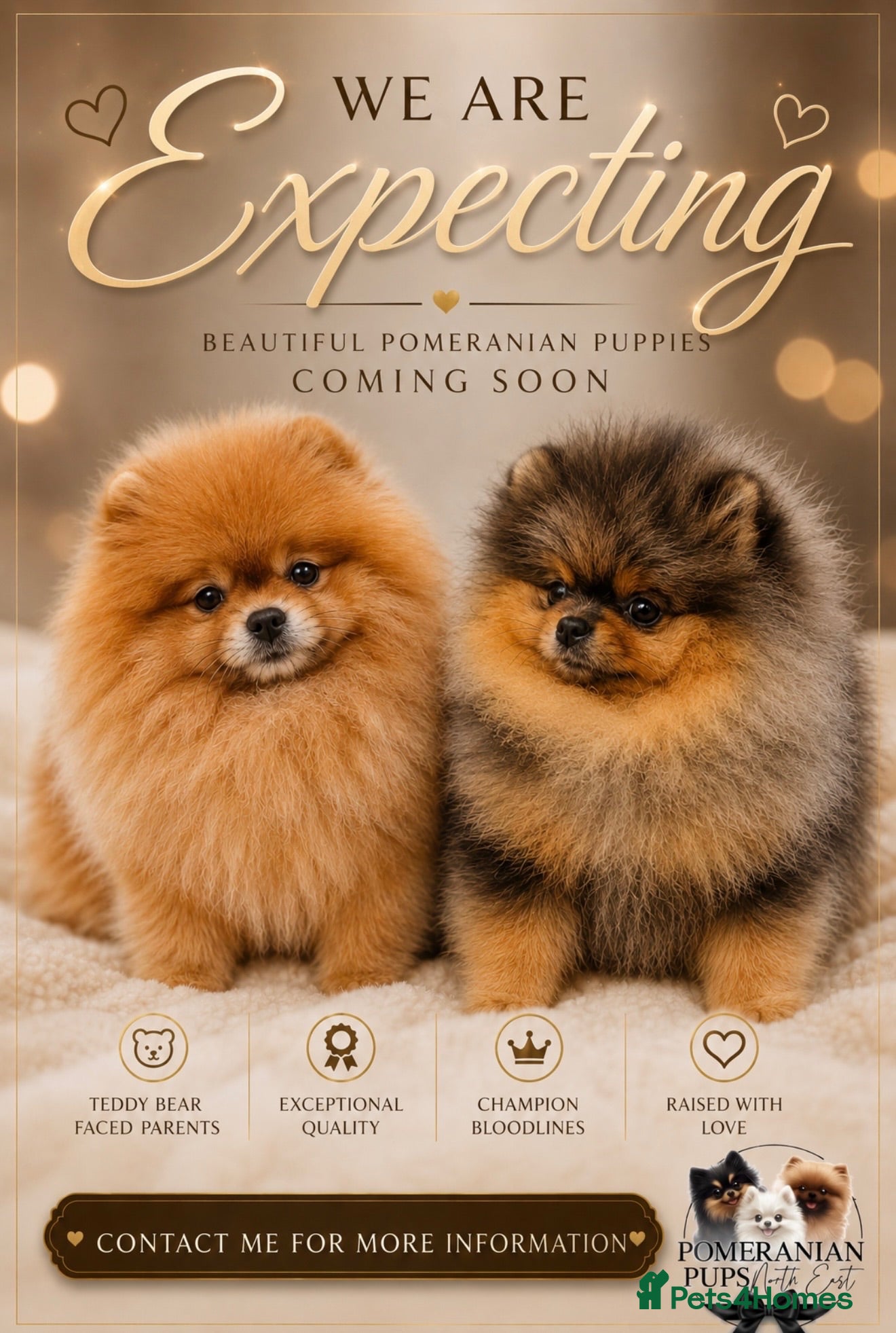 Pomeranian dogs **Only 1 pup left** - Advert 1