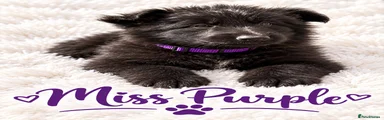 German Shepherd 8