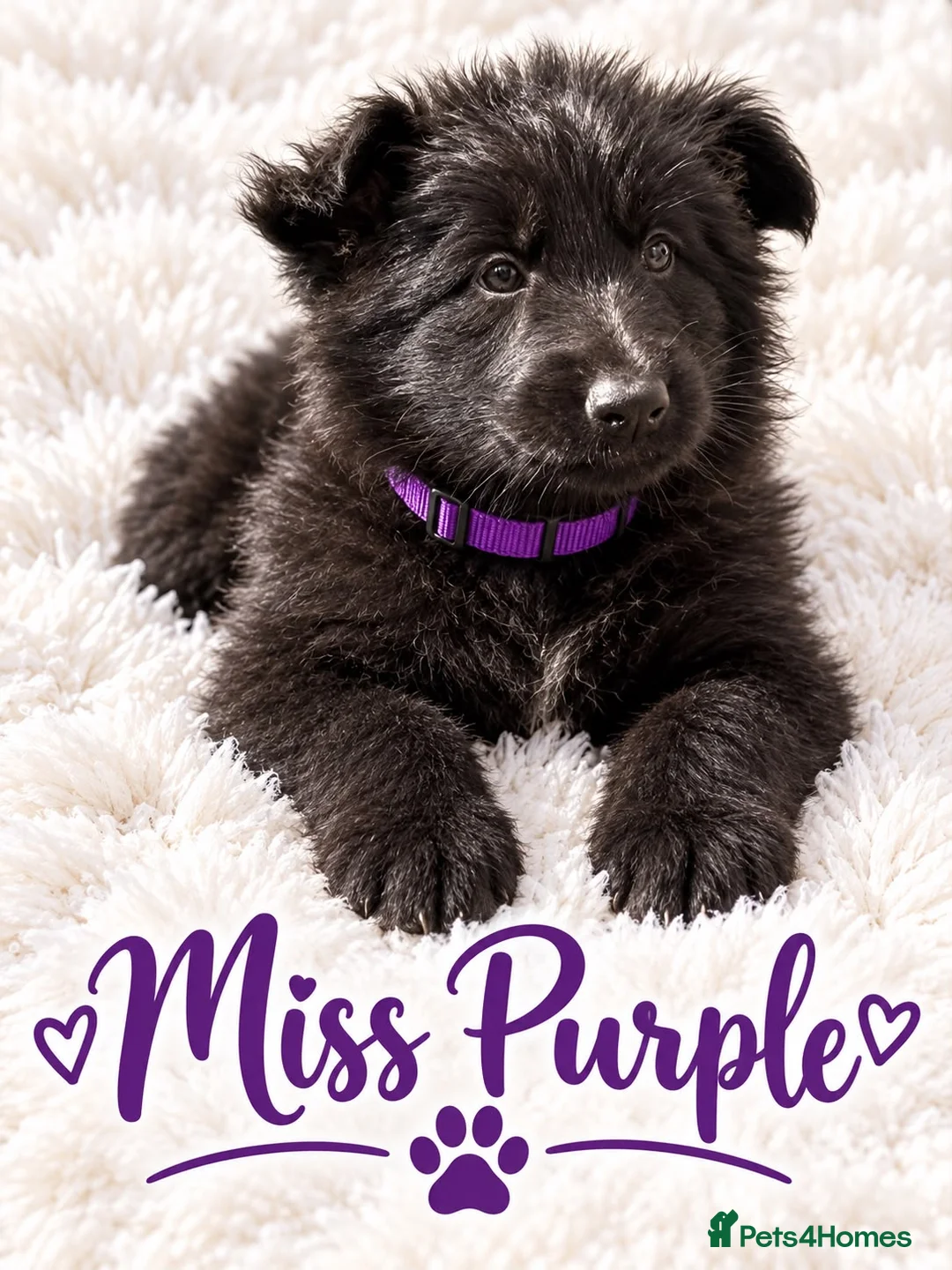 German Shepherd dogs for sale: 🐾 BEAUTIFUL GERMAN PUPPIES🐾 - Advert 2