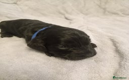 Cockapoo dogs for sale: 🐶Beautiful F1 Cockapoo Puppies🐾 - Image 4