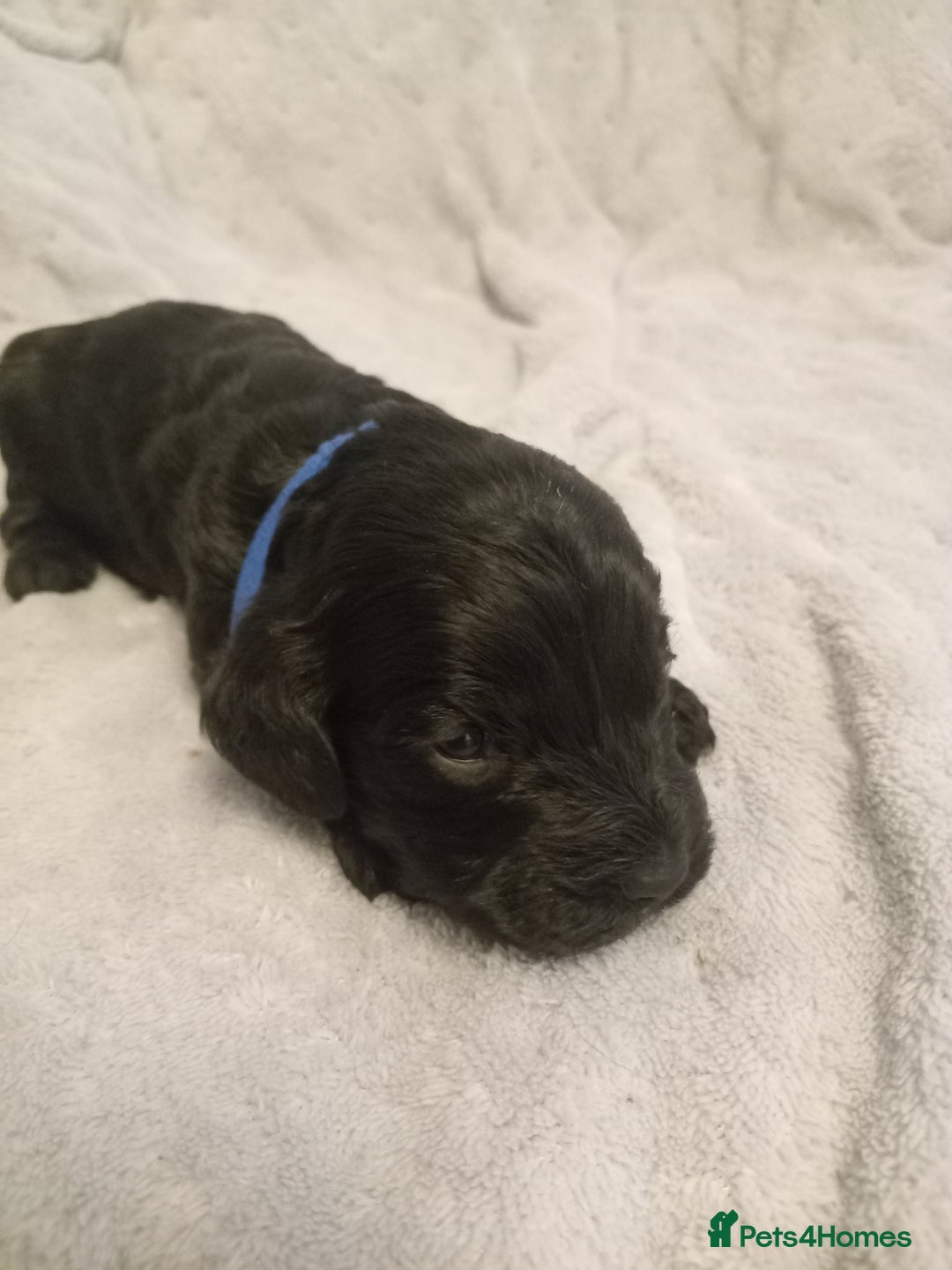 Cockapoo dogs for sale: 🐶Beautiful F1 Cockapoo Puppies🐾 - Image 4