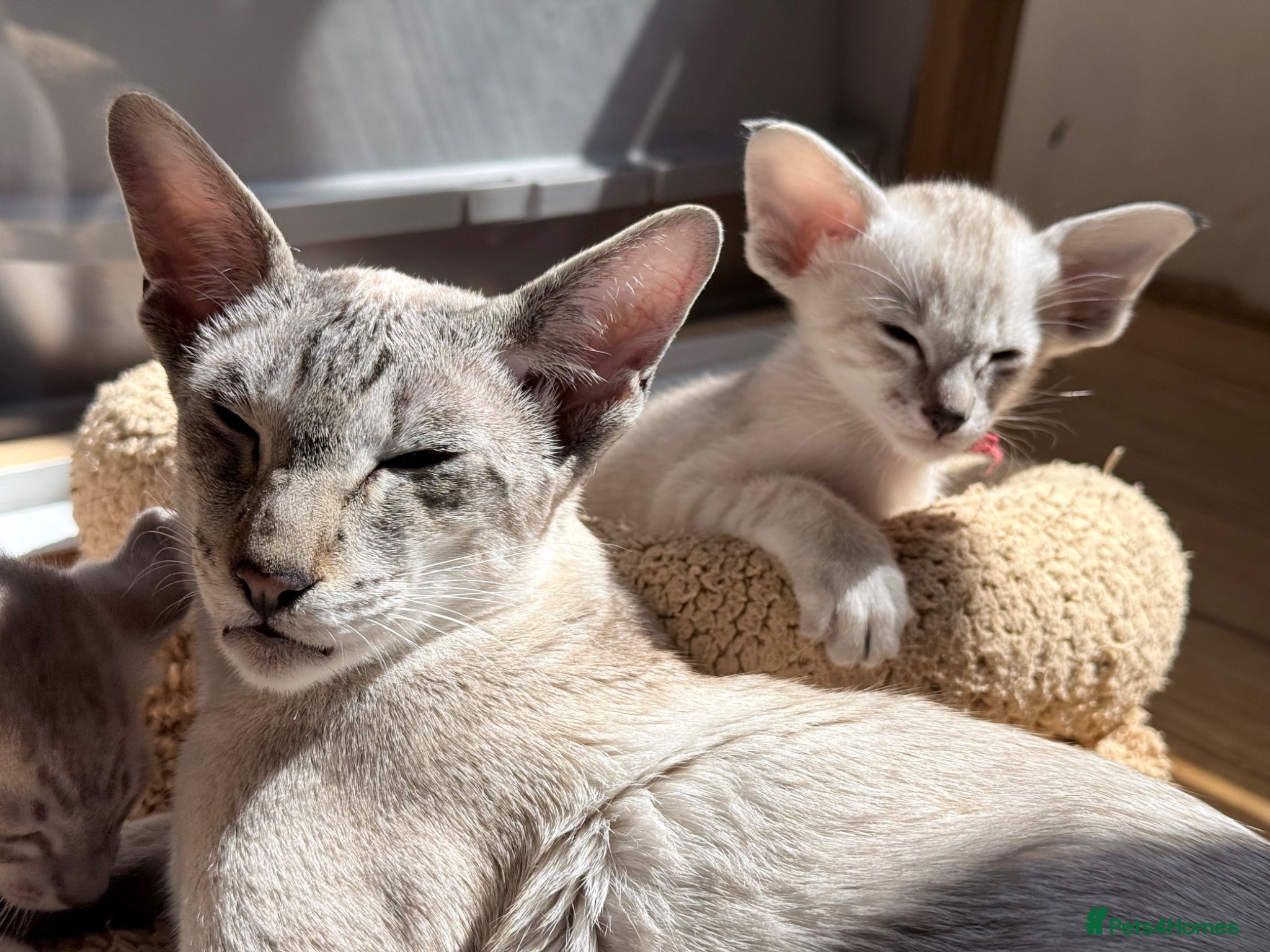 Siamese cats New kittens - Advert 5