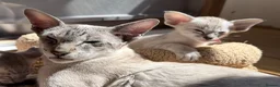 Siamese cats for sale: New kittens - Advert 1