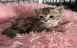 Savannah cats for sale: Stunning Savannah Kittens - Image 29