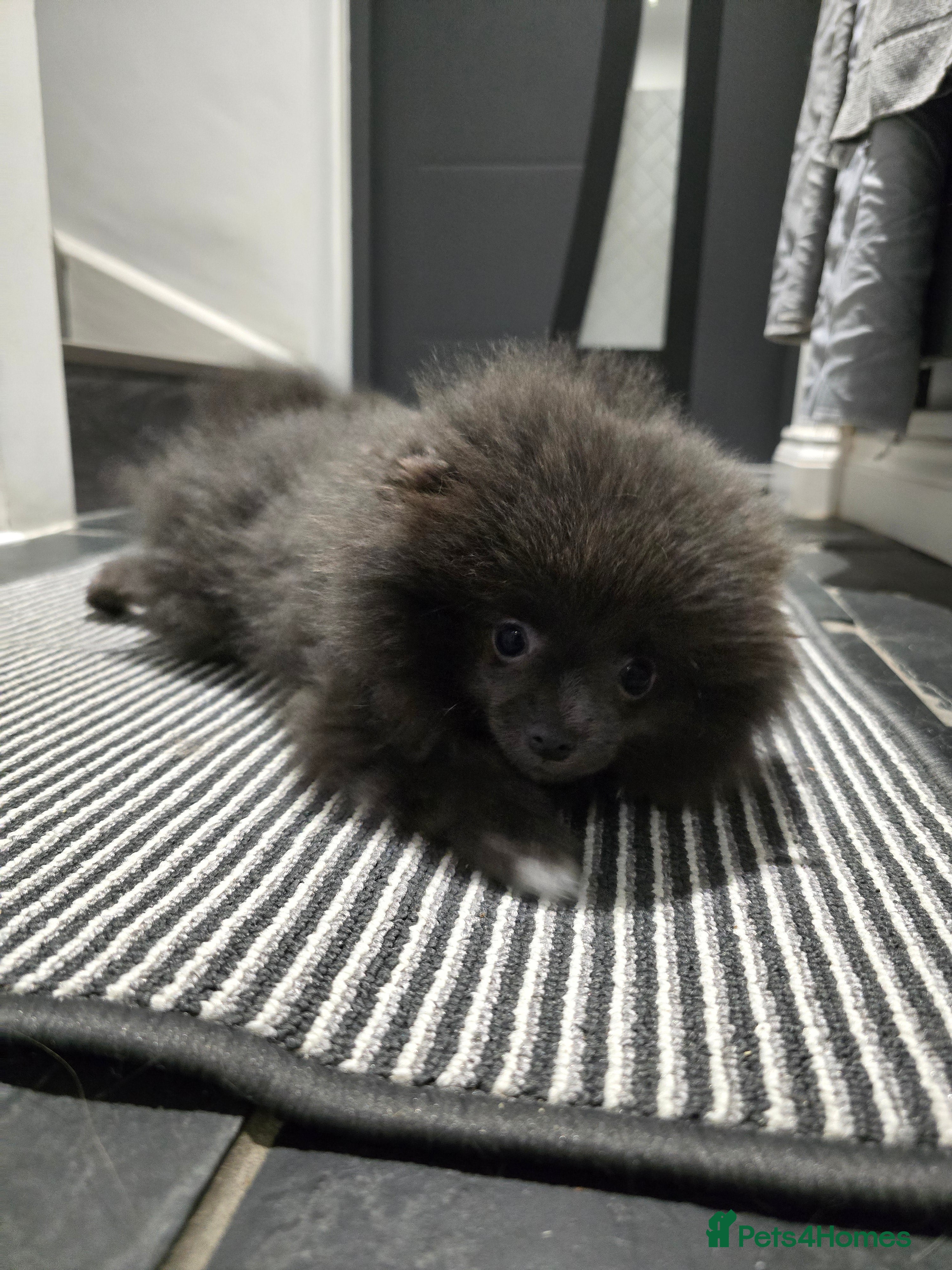 Pomeranian dogs Blue Pomeranian puppy - Advert 6