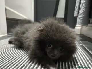 Pomeranian dogs Blue Pomeranian puppy - Advert 6