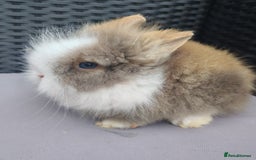 Lionhead rabbits for sale: 1 blue eyed white male left - Image 2