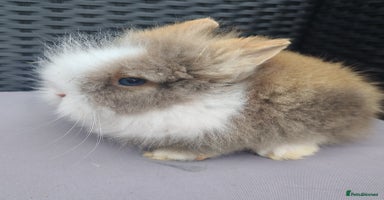Lionhead rabbits - Advert 14