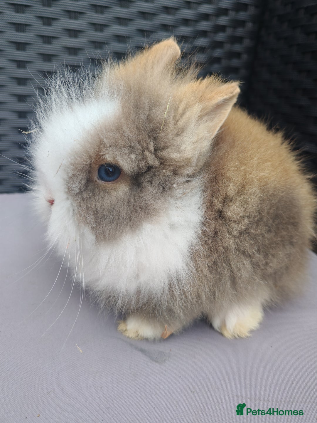 Lionhead rabbits for sale: 1 blue eyed white male left - Image 2