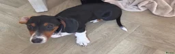 Miniature Dachshund dogs for sale: Pickles - Advert 4