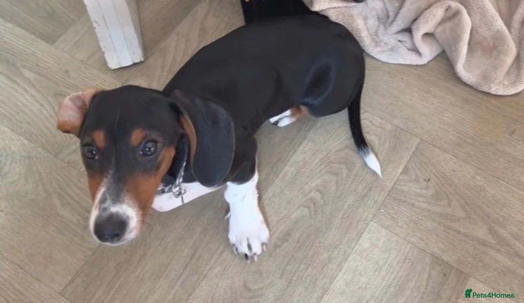 Miniature Dachshund dogs for sale: Pickles - Advert 4