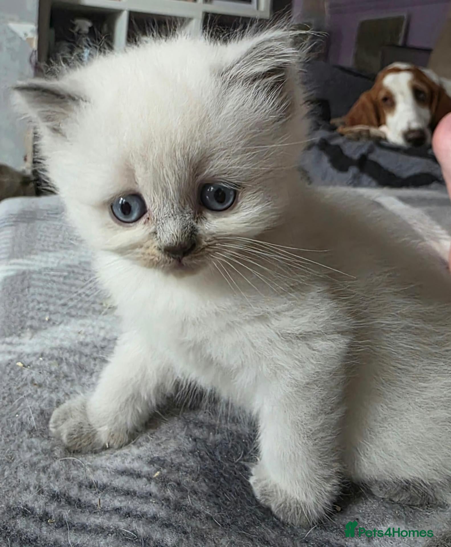 British Shorthair cats Beautiful Confident and Loving Kittens. - Advert 1