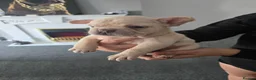 French Bulldog dogs for sale: French bull dog puppies  - Advert 7