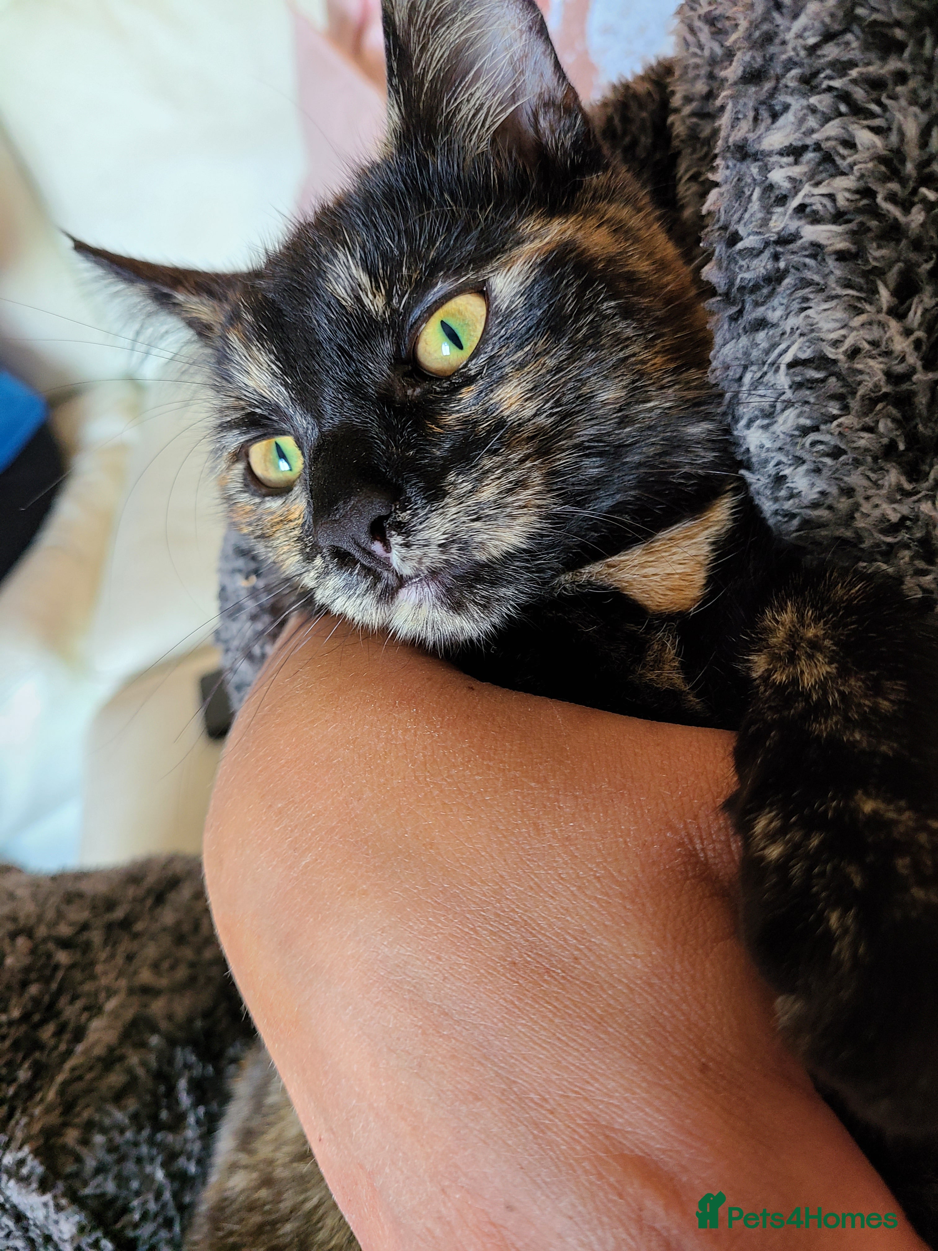 Mixed Breed cats 3 year old female cat DOT ❤️ - Advert 1