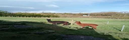 Alpaca livestock for sale: 2 adult females and 1 weanling males for sale - Advert 1