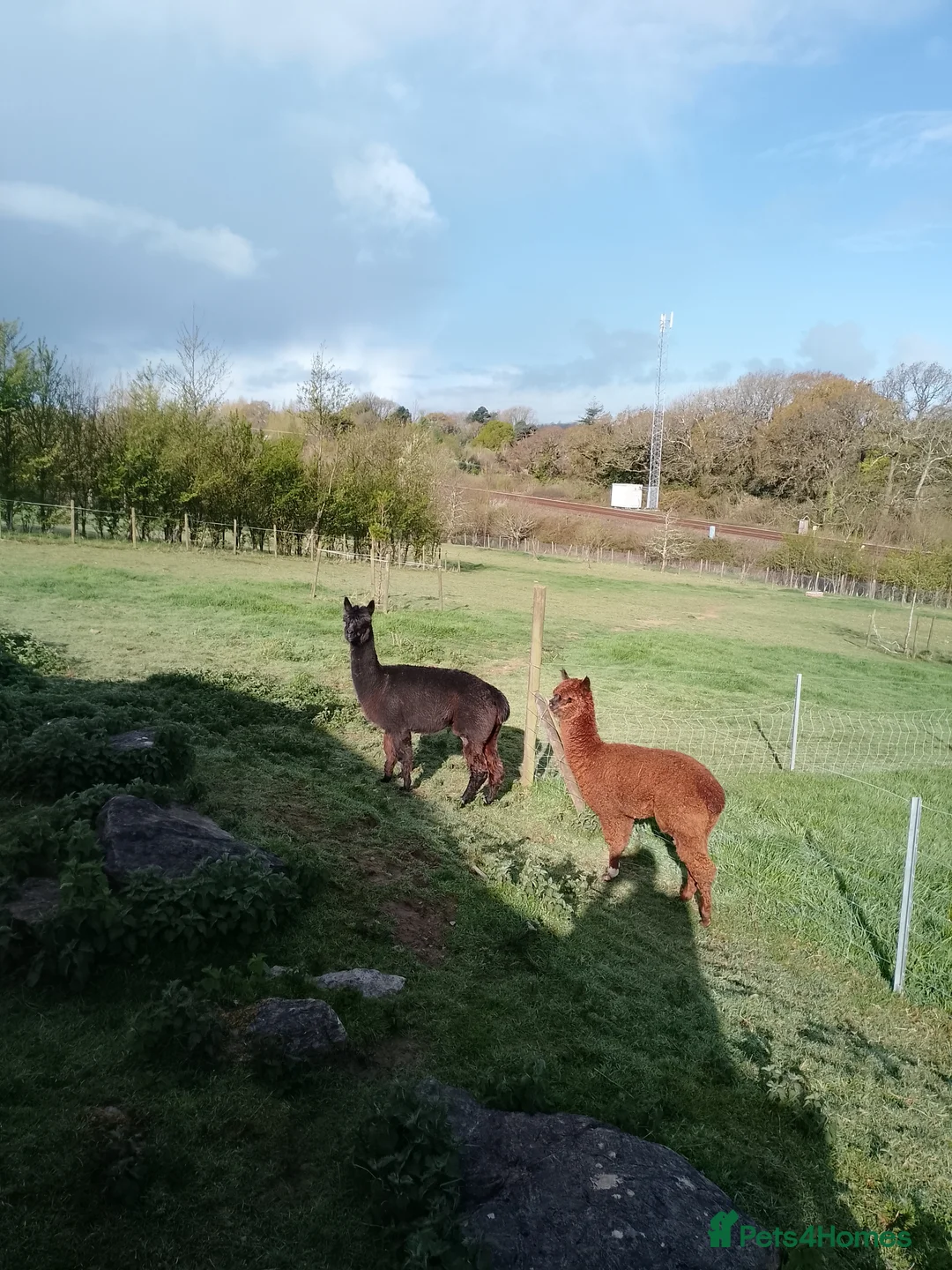 Alpaca livestock for sale: 2 adult females and 1 weanling males for sale - Advert 1