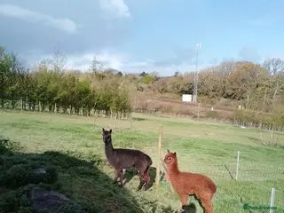 Alpaca livestock 2 adult females and 1 weanling males for sale - Advert 10