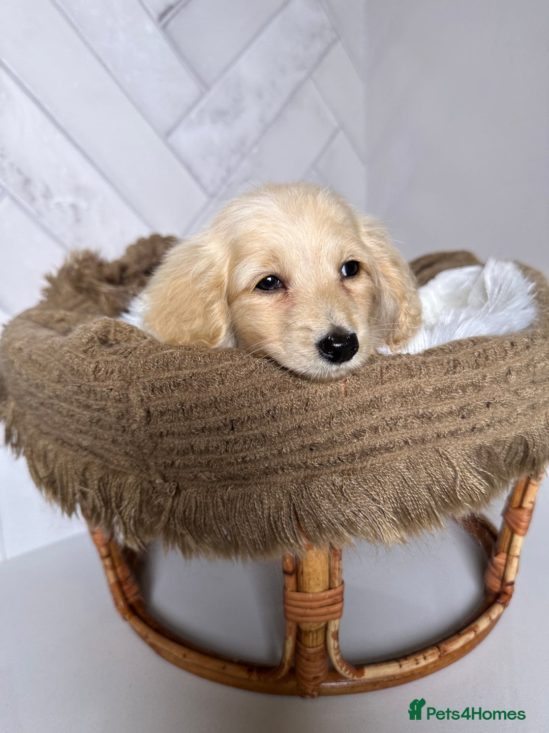 Miniature Dachshund dogs for sale: ℂ𝕝𝕖𝕒𝕣 ℂ𝕣𝕖𝕒𝕞 𝕄𝕚𝕟𝕚 𝔻𝕒𝕔𝕙𝕤𝕙𝕦𝕟𝕕𝕤 in Bootle - Image 8