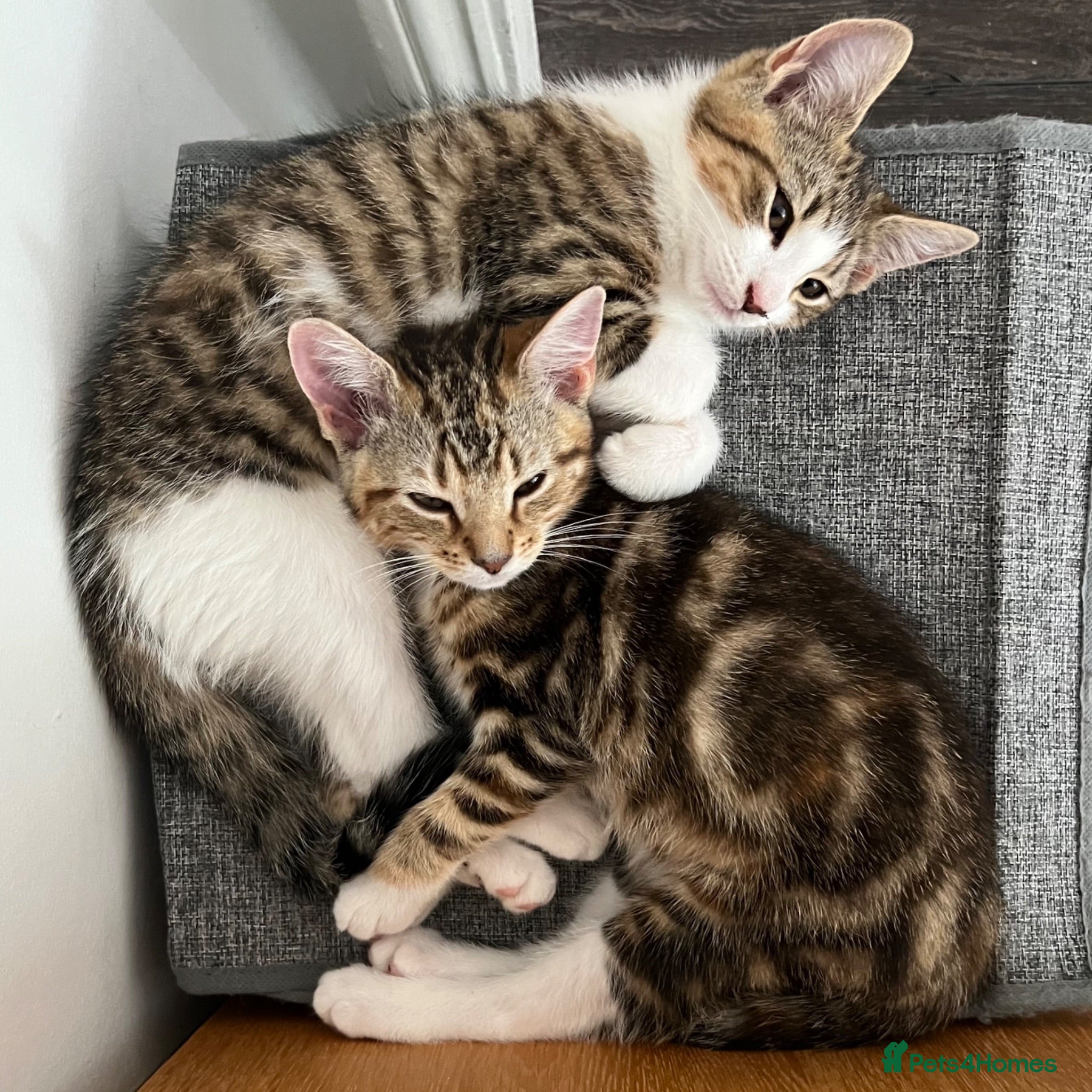 Mixed Breed cats 2 Left - Mixed Breed Pedigree Cross Kittens M/F - Advert 1