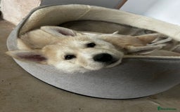 Siberian Husky dogs for sale: Gorgeous little husky pups - ready in two weeks - Advert 16