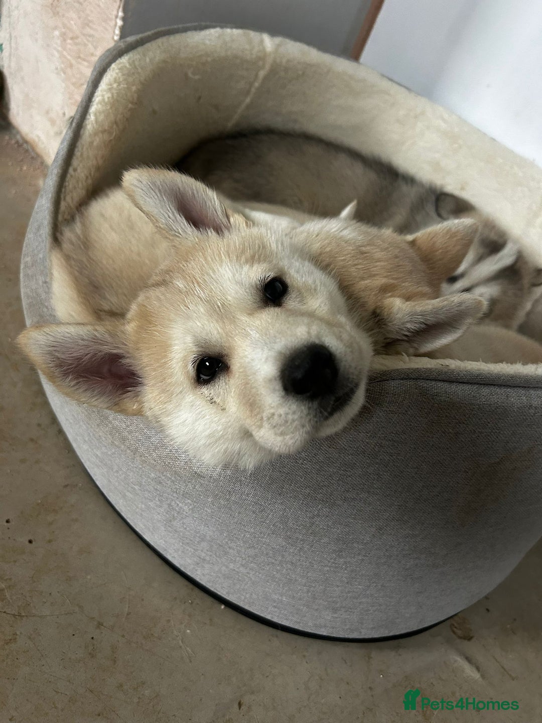 Siberian Husky dogs for sale: Gorgeous little husky pups - ready in two weeks - Advert 16