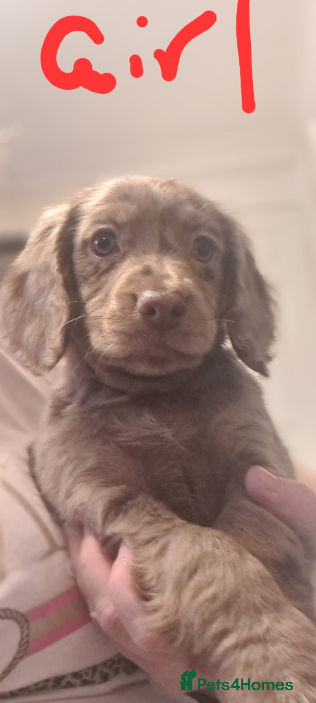 Cockapoo dogs for sale: Cockerpoo f2 - Advert 3