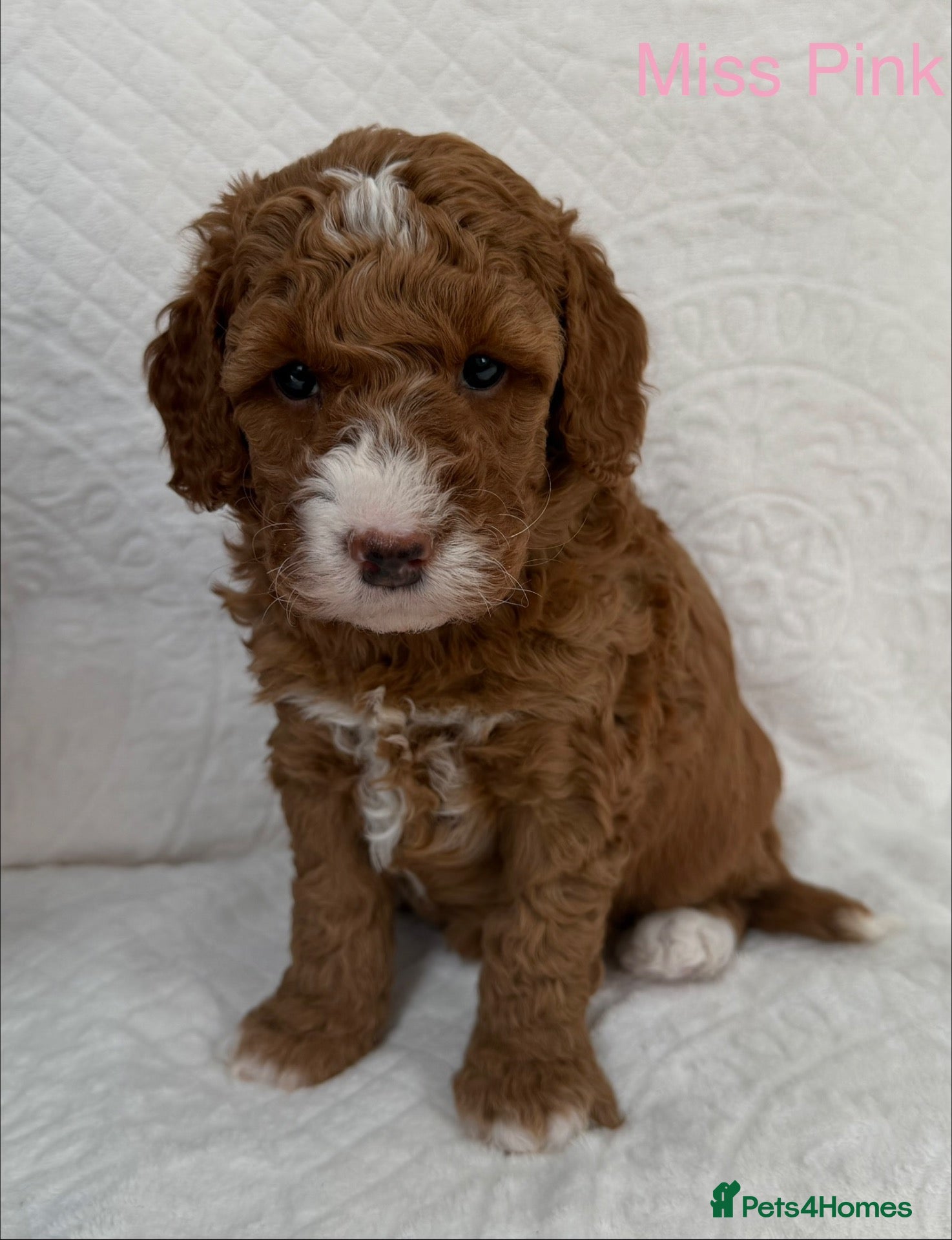 Australian Labradoodle dogs Fabulous Australian Labradoodle Puppies - Advert 1