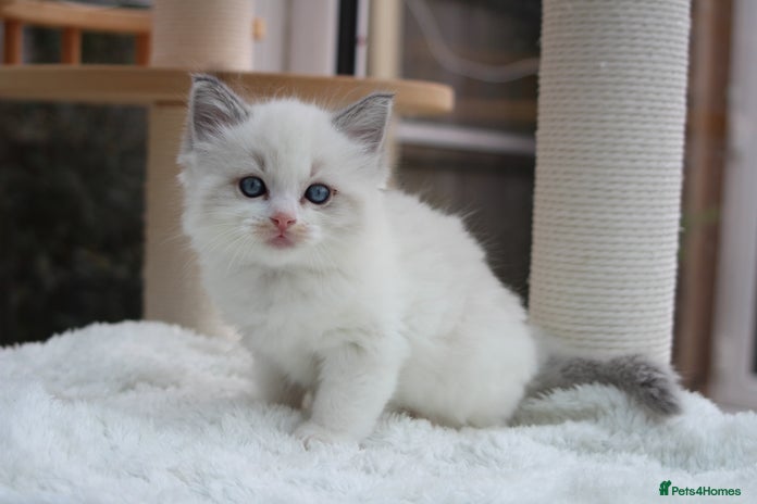 Ragdoll cats - Advert 1