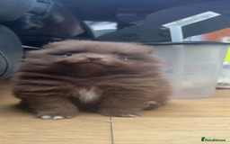 Pomeranian dogs for sale: 2 little Pomeranian Boys   - Image 2