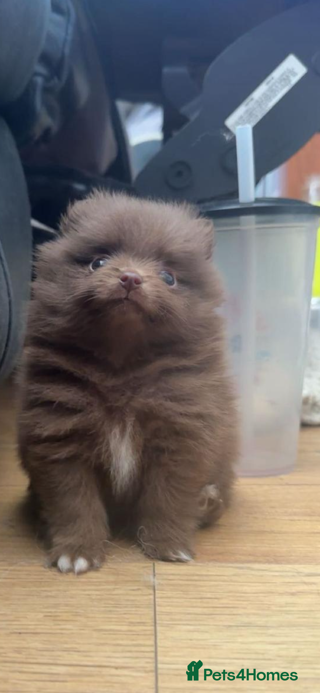 Pomeranian dogs for sale: 2 little Pomeranian Boys   - Image 2