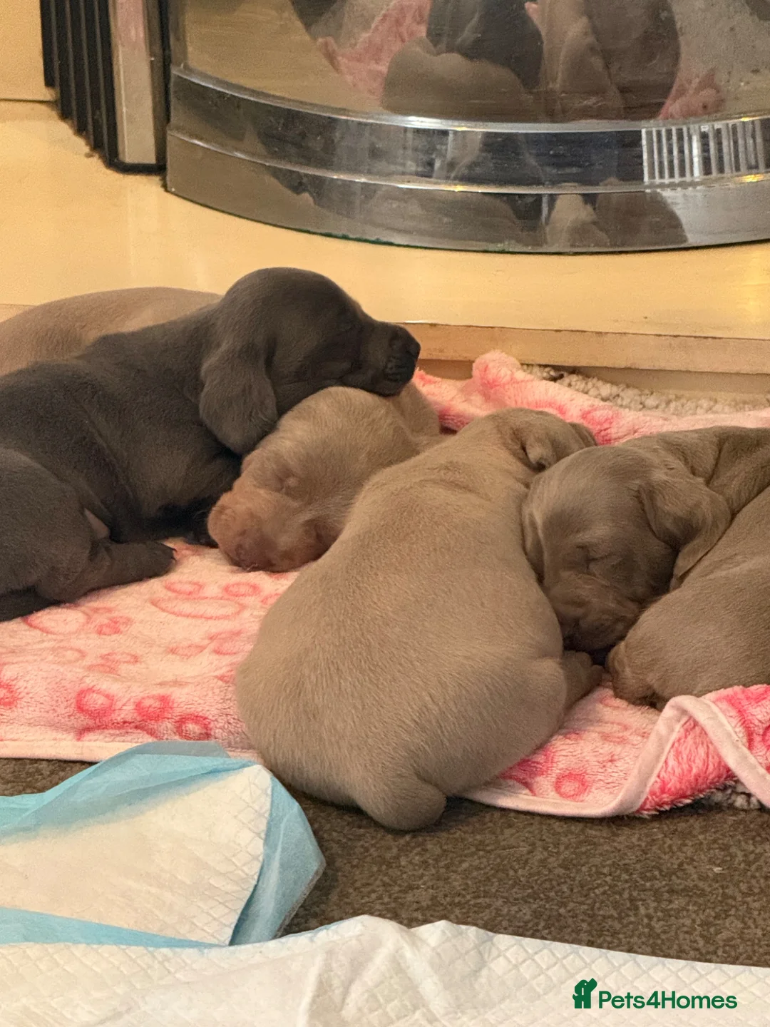 Dachshund dogs for sale: 4 male daschund puppies - Advert 1