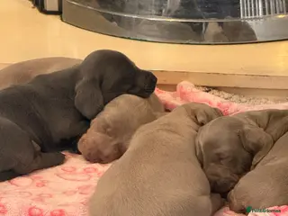 Dachshund dogs 4 male daschund puppies - Advert 6