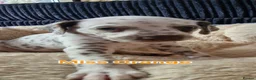 Mixed Breed dogs for sale: Dalmatian cross  - Advert 28