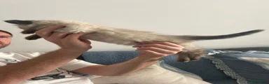 Ragdoll 3