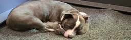 Staffordshire Bull Terrier dogs for sale: BEST OF THE BEST RARE STAFFORDSHIRE BULL TERRIERS - Advert 13